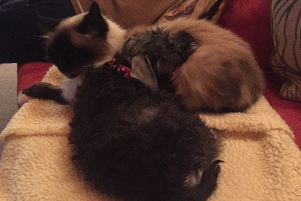 puppy and cat image